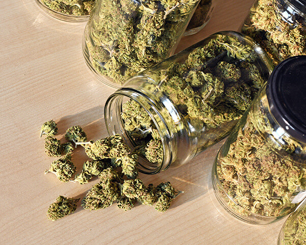 Marijuana in jars